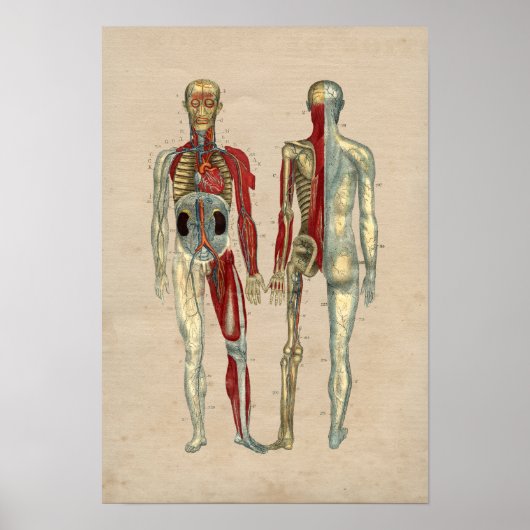 ヒト動脈ハート解剖学1841プリント ポスター (正面)
