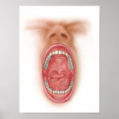 ヒト口腔の解剖学 ポスター (正面)