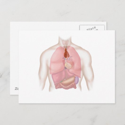 ヒト呼吸器消化器系 ポストカード (正面/裏面)