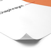 ヒト呼吸器系の図 ポスター (角)