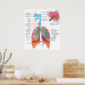 ヒト呼吸器系の図 ポスター (キッチン)