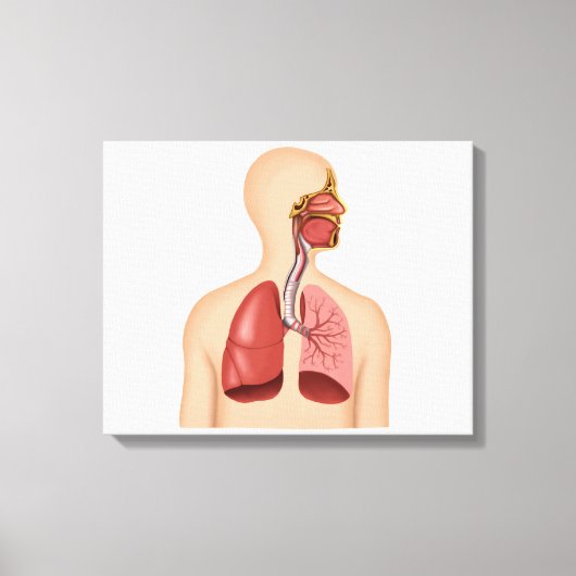 ヒト呼吸器系の解剖学 キャンバスプリント (正面)