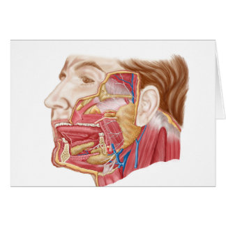 ヒト唾液腺の解剖学
