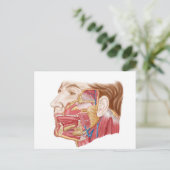 ヒト唾液腺の解剖学 ポストカード (スタンド正面)