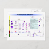 ヒト幹細胞における造血図 ポストカード (正面/裏面)