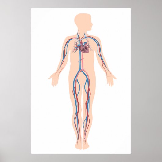 ヒト循環系ポスター ポスター (正面)