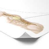 ヒト椎体解剖学 ポスター (角)