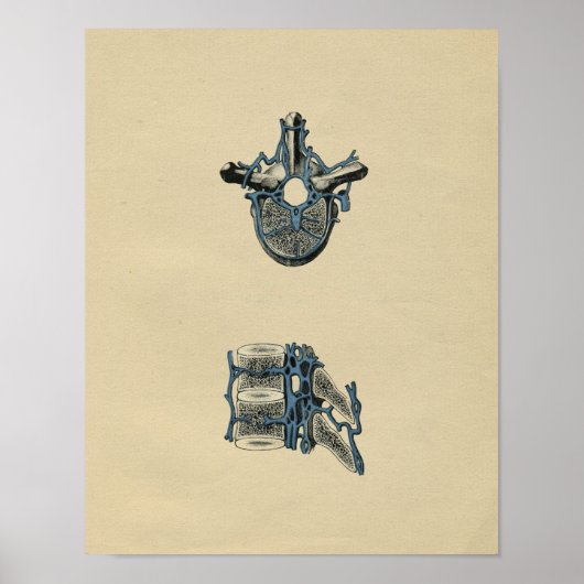 ヒト椎骨解剖学1902ヴィンテージプリント ポスター (正面)