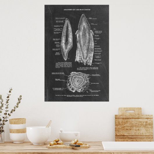 ヒト歯解剖学 ポスター (キッチン)
