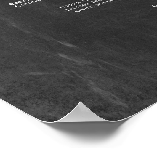 ヒト歯解剖学 ポスター (角)