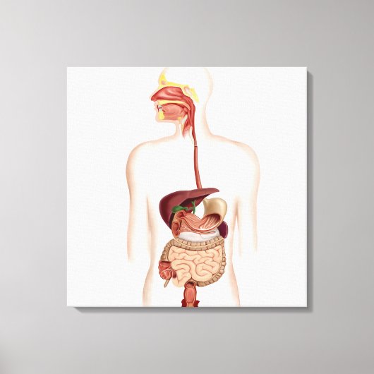 ヒト消化器系の解剖学 キャンバスプリント (正面)