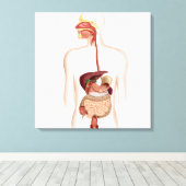 ヒト消化器系の解剖学 キャンバスプリント (インサイチュ (ウッドフロア))