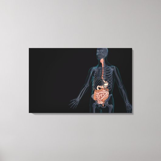 ヒト消化器系の配置 キャンバスプリント (正面)