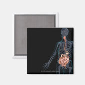 ヒト消化器系の配置 マグネット (正面/裏面)