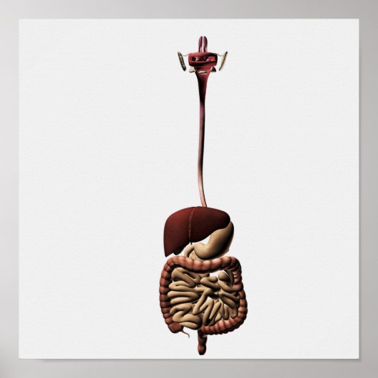 ヒト消化器系4 ポスター (正面)