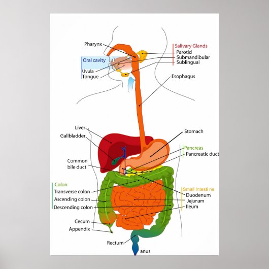 ヒト消化管図 ポスター (正面)