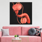 ヒト男性生殖器系1 キャンバスプリント (インサイチュ (リビング))