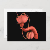 ヒト男性生殖器系1 ポストカード (正面/裏面)