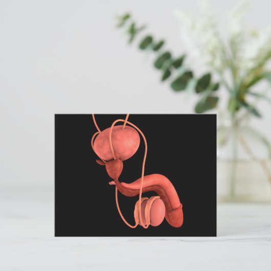 ヒト男性生殖器系1 ポストカード (スタンド正面)