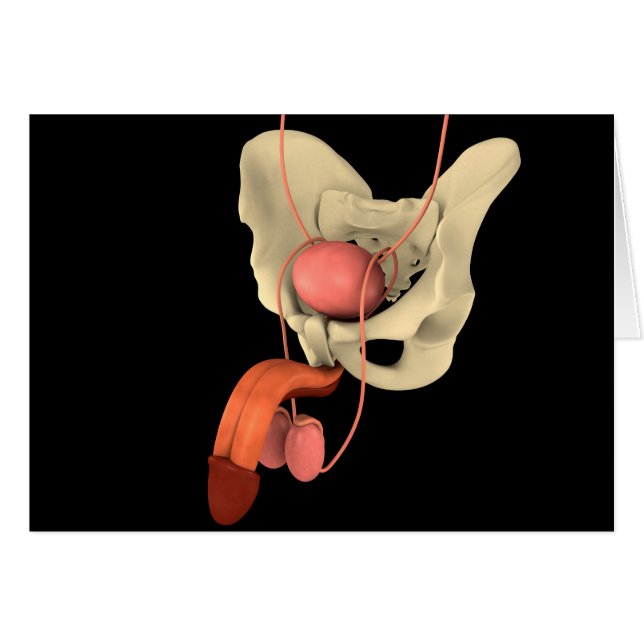 ヒト男性生殖器系2 (正面横)