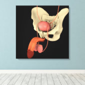 ヒト男性生殖器系2 キャンバスプリント (インサイチュ (ウッドフロア))