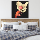 ヒト男性生殖器系2 キャンバスプリント (インサイチュ (寝室))