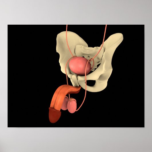ヒト男性生殖器系2 ポスター (正面)