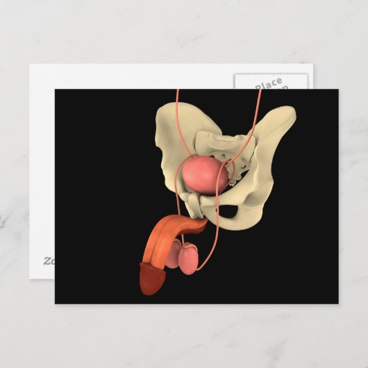 ヒト男性生殖器系2 ポストカード (正面/裏面)