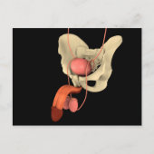 ヒト男性生殖器系2 ポストカード (正面)