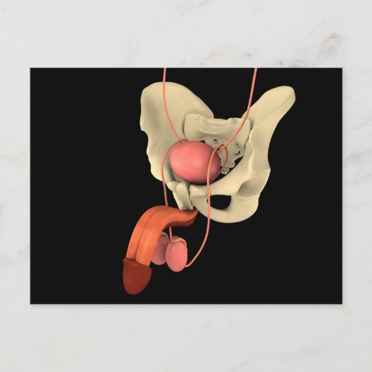 ヒト男性生殖器系2 ポストカード (正面)