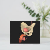 ヒト男性生殖器系2 ポストカード (スタンド正面)