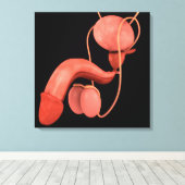 ヒト男性生殖器系3 キャンバスプリント (インサイチュ (ウッドフロア))