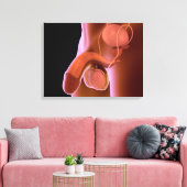 ヒト男性生殖器系4 キャンバスプリント (インサイチュ (リビング))