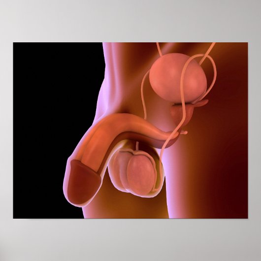 ヒト男性生殖器系4 ポスター (正面)