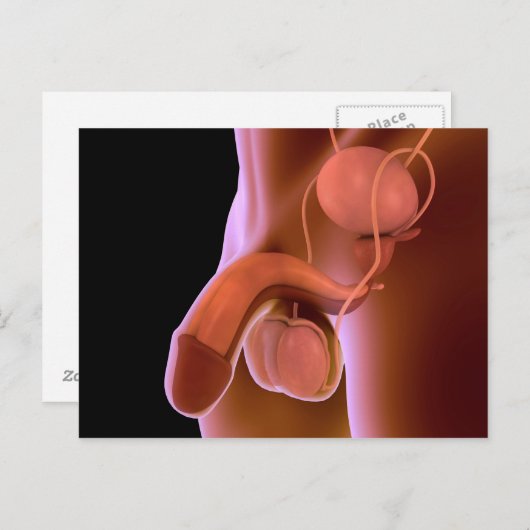 ヒト男性生殖器系4 ポストカード (正面/裏面)