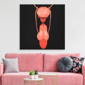ヒト男性生殖器系5 キャンバスプリント (インサイチュ (リビング))