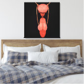 ヒト男性生殖器系5 キャンバスプリント (インサイチュ (寝室))