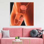 ヒト男性生殖器系6 キャンバスプリント (インサイチュ (リビング))