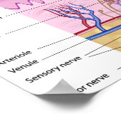 ヒト皮膚解剖学ポスター ポスター (角)