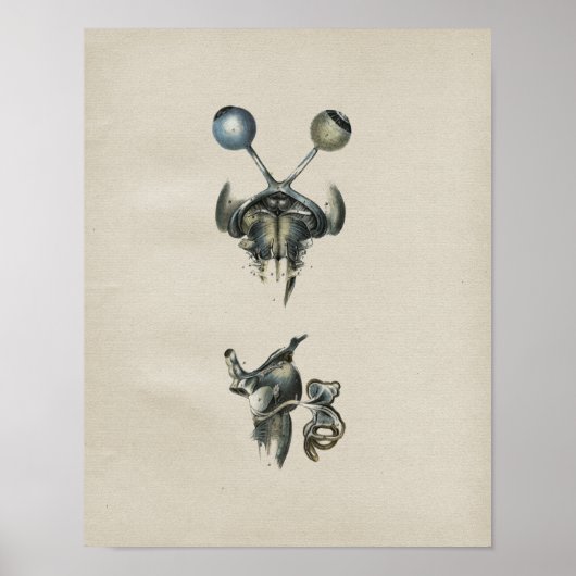 ヒト眼脳解剖学ヴィンテージプリント ポスター (正面)