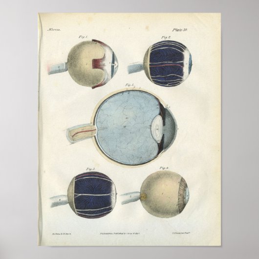 ヒト眼解剖学プリント ポスター (正面)