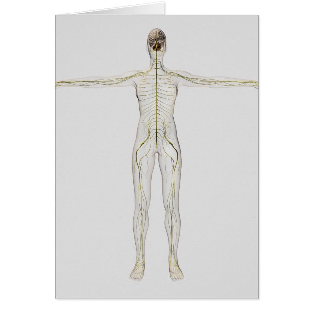 ヒト神経系の医学的イラストレーション (正面)