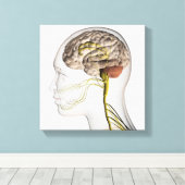 ヒト神経系の医学的イラストレーション1 キャンバスプリント (インサイチュ (ウッドフロア))