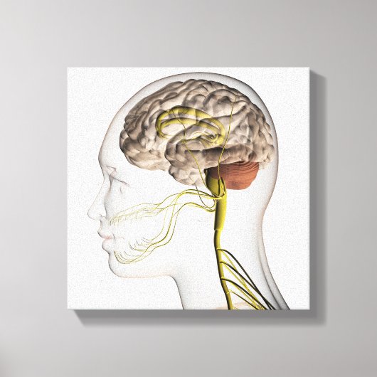 ヒト神経系の医学的イラストレーション1 キャンバスプリント (正面)