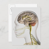 ヒト神経系の医学的イラストレーション1 ポストカード (正面/裏面)
