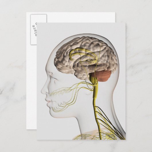 ヒト神経系の医学的イラストレーション1 ポストカード (正面/裏面)