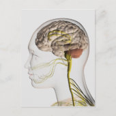 ヒト神経系の医学的イラストレーション1 ポストカード (正面)