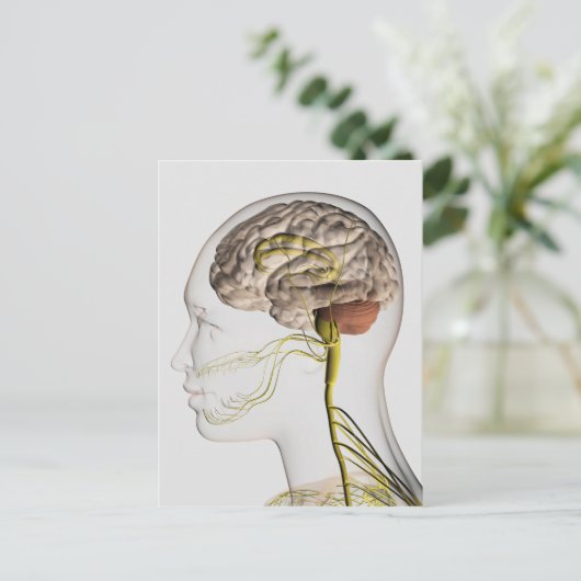 ヒト神経系の医学的イラストレーション1 ポストカード (スタンド正面)