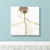 ヒト神経系の医学的イラストレーション キャンバスプリント (インサイチュ (ウッドフロア))