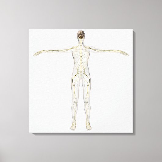 ヒト神経系の医学的イラストレーション キャンバスプリント (正面)